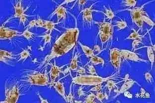 水产养殖育苗对浮游生物的利用和控制：浮游动物必须有但不能多！
