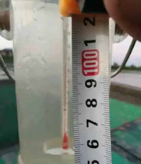河蟹塘里伊乐藻漂草后还能保证不烂！还有这样的操作？