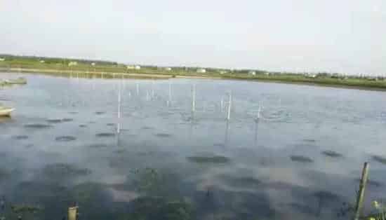 河蟹塘里伊乐藻漂草后还能保证不烂！还有这样的操作？