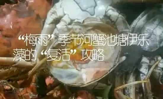 “梅雨”季节河蟹池塘伊乐藻的“复活”攻略 | 淡水养殖