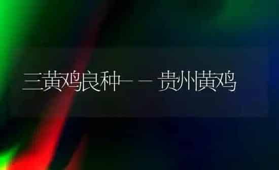 三黄鸡良种--贵州黄鸡 | 家禽养殖