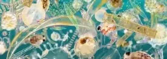水产养殖育苗对浮游生物的利用和控制：浮游动物必须有但不能多！