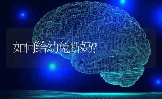 如何给幼兔断奶？ | 家畜养殖