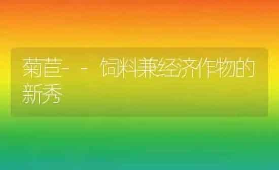 菊苣--饲料兼经济作物的新秀 | 动物养殖饲料