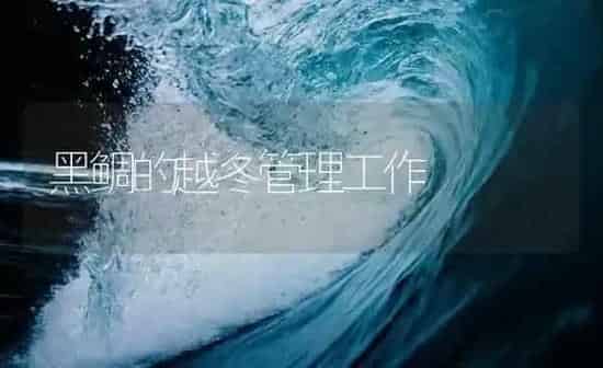 黑鲷的越冬管理工作 | 海水养殖