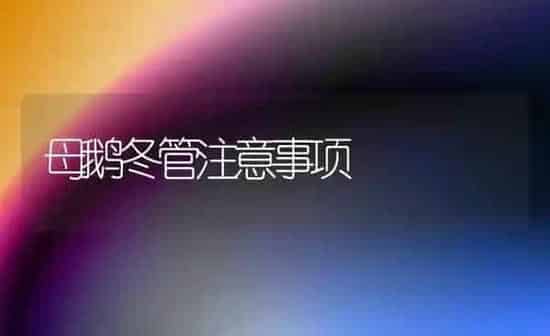 母鹅冬管注意事项 | 家禽养殖