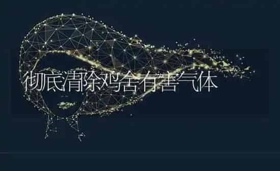 彻底清除鸡舍有害气体 | 家禽养殖