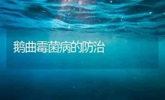 鹅曲霉菌病的防治 | 家禽养殖