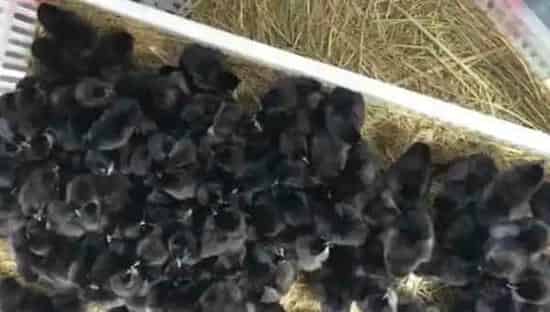 黑鸡苗怎么养殖长的好?饲养与管理方法 | 动物养殖资料