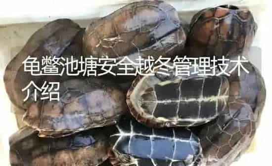 龟鳖池塘安全越冬管理技术介绍 | 淡水养殖