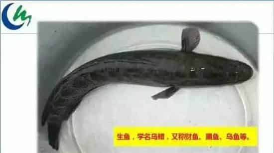 珠三角地区2016年度生鱼养殖规划建议
