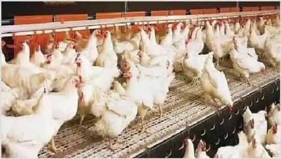 如何提高肉鸡的品质 | 动物养殖技术
