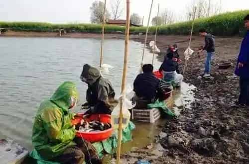 疫苗防疫大科普，您家的鱼注射了吗？