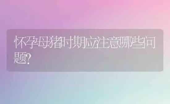 怀孕母猪时期应注意哪些问题? | 家畜养殖