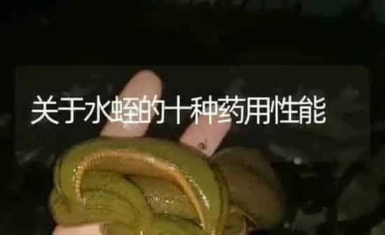 关于水蛭的十种药用性能 | 养殖病虫害防治