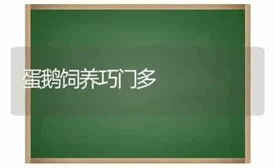 蛋鹅饲养巧门多 | 家禽养殖
