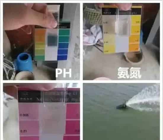 如何运用乳酸菌+光合细菌+黄金肽模式 防治倒藻控制蓝藻爆发