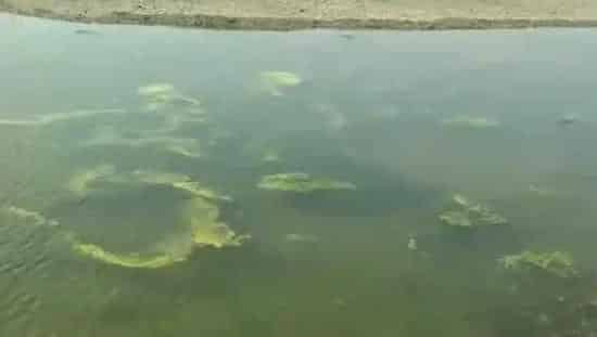河蟹养殖户防控青苔的新希望