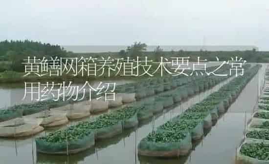 黄鳝网箱养殖技术要点之常用药物介绍 | 养殖病虫害防治