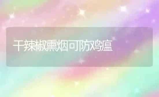 干辣椒熏烟可防鸡瘟 | 家禽养殖