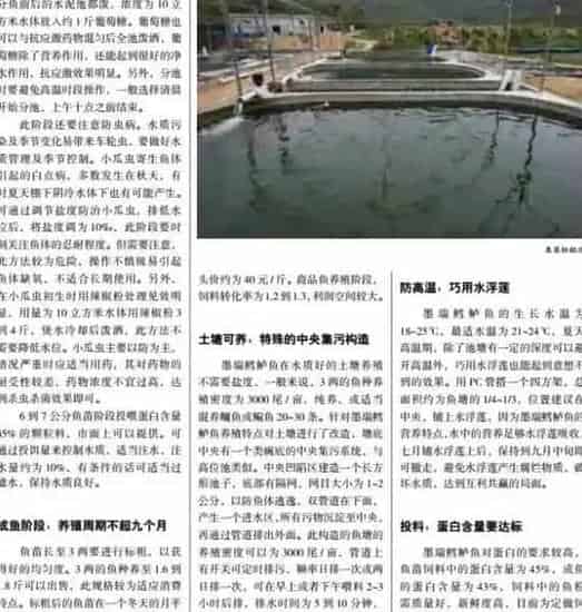 又一条养殖亩产值达20万的鱼问世 更适合中国养殖环境