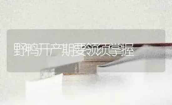 野鸭开产期要领须掌握 | 家禽养殖