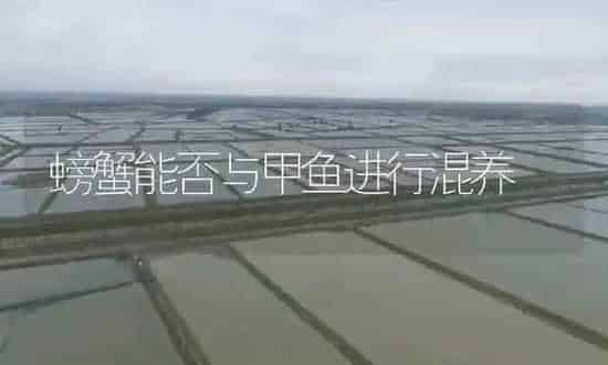 螃蟹能否与甲鱼进行混养 | 淡水养殖