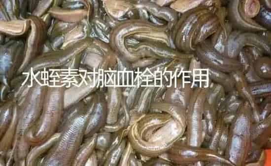 水蛭素对脑血栓的作用 | 特种养殖