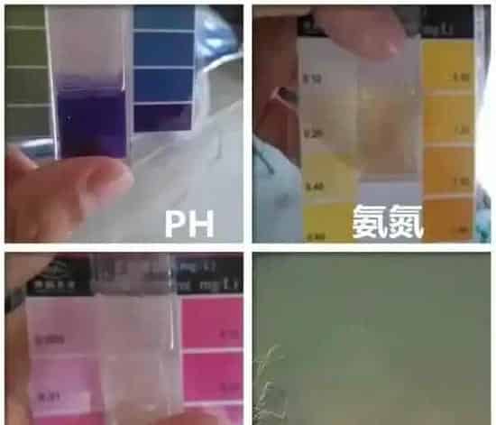 如何运用乳酸菌+光合细菌+黄金肽模式 防治倒藻控制蓝藻爆发