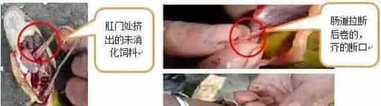 早春时节黄颡鱼烂皮、出血病预防有妙招