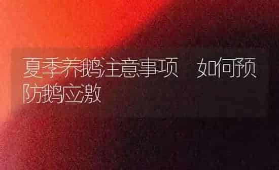 夏季养鹅注意事项 如何预防鹅应激 | 家禽养殖