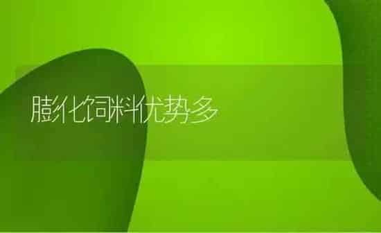 膨化饲料优势多 | 动物养殖饲料