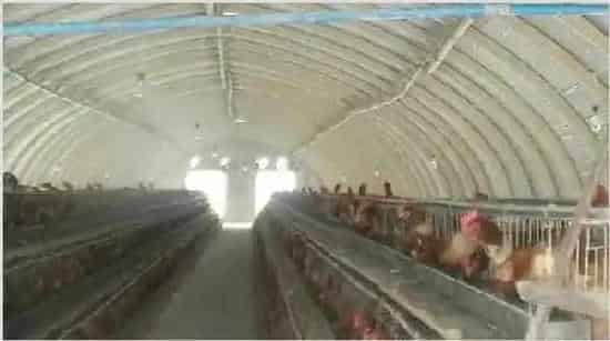 鸡舍怎么建设 如何建设好鸡舍？ | 农业养殖科普