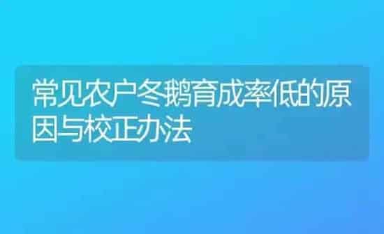 常见农户冬鹅育成率低的原因与校正办法 | 家禽养殖