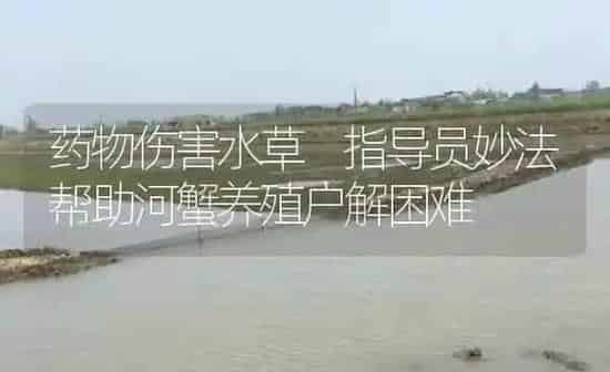 药物伤害水草 指导员妙法帮助河蟹养殖户解困难 | 养殖病虫害防治