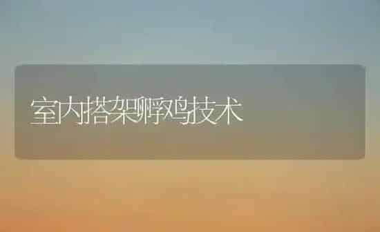 室内搭架孵鸡技术 | 家禽养殖
