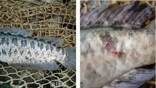 冬季生鱼“钉虫”（锚头鳋）的处理方法