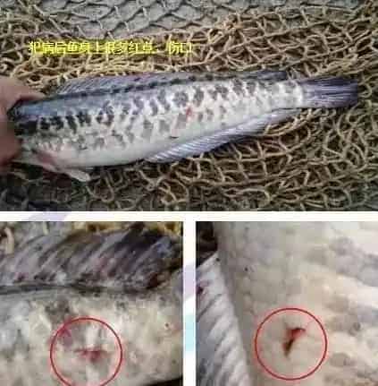 冬季生鱼“钉虫”（锚头鳋）的处理方法