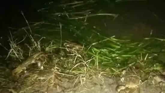 河蟹塘损蟹无药可救？你有分析过真正的原因么？