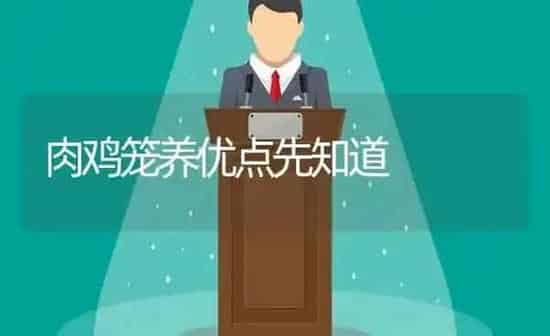 肉鸡笼养优点先知道 | 家禽养殖