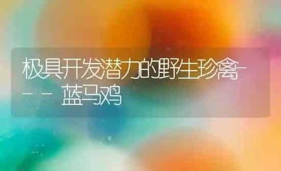 极具开发潜力的野生珍禽---蓝马鸡 | 家禽养殖