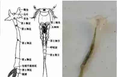 冬季生鱼“钉虫”（锚头鳋）的处理方法