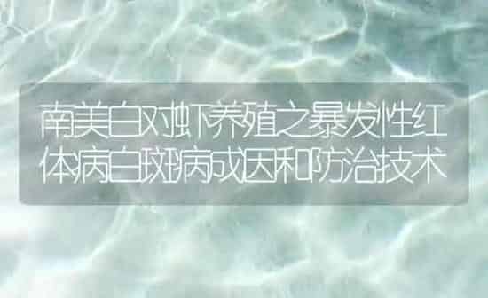 南美白对虾养殖之暴发性红体病白斑病成因和防治技术 | 海水养殖