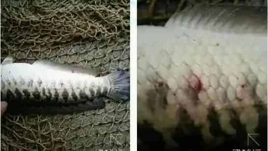 冬季生鱼“钉虫”（锚头鳋）的处理方法