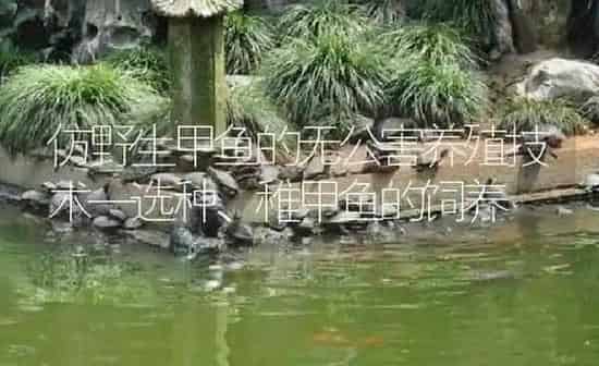 仿野生甲鱼的无公害养殖技术—选种、稚甲鱼的饲养 | 淡水养殖
