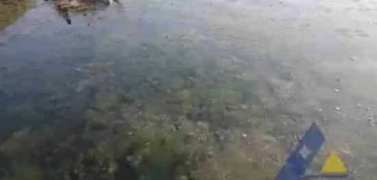 假如明天水温33度，今天海参养殖户该提前做些什么？