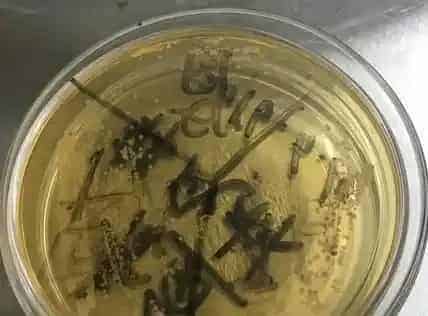 两个水库的草鱼青鱼同时发病，您用药合理了吗？