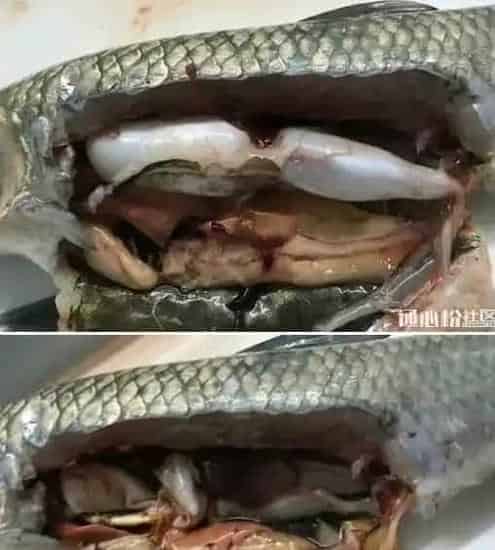 两个水库的草鱼青鱼同时发病，您用药合理了吗？
