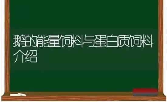鹅的能量饲料与蛋白质饲料介绍 | 家禽养殖
