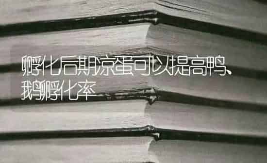 孵化后期凉蛋可以提高鸭、鹅孵化率 | 家禽养殖